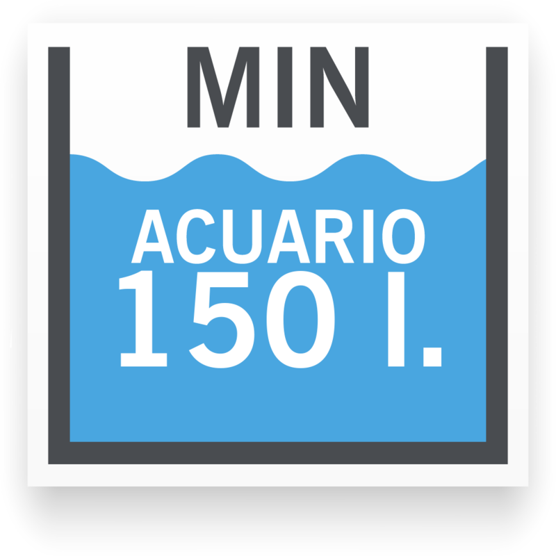 Tamaño de acuario mínimo para Anguila Espinosa Ocelada