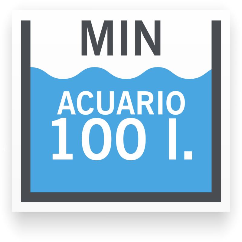Tamaño de acuario mínimo para Anguila Espinosa Rayada