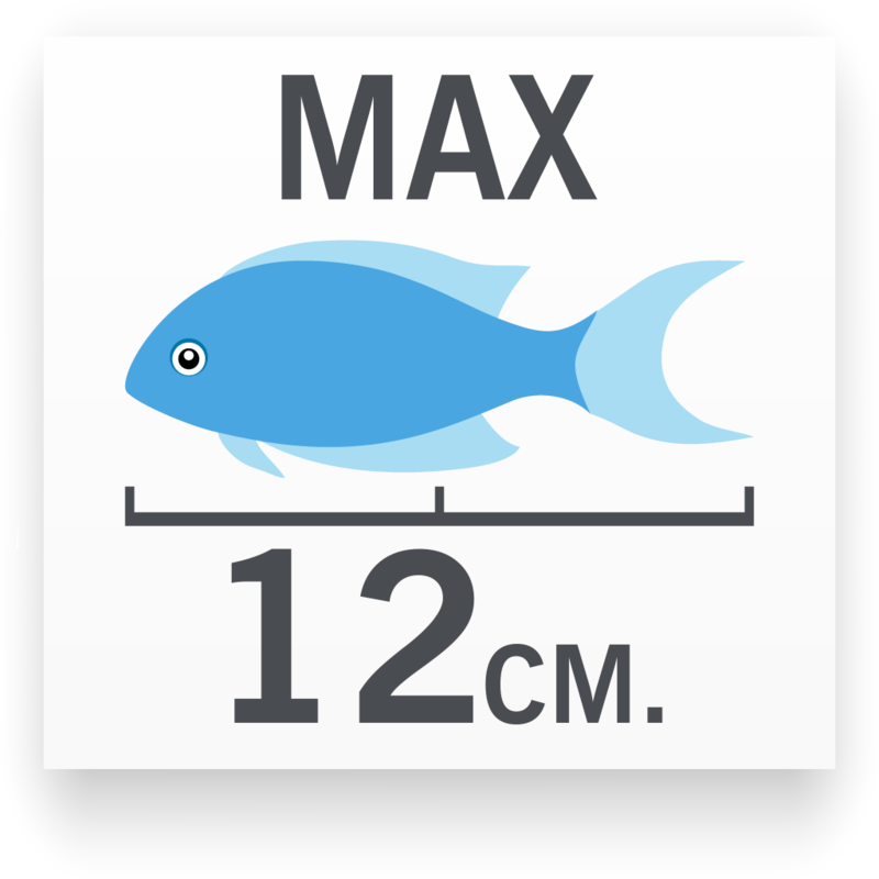 Tamaño del pez Betta MediaLuna Azul (Grado B) Macho