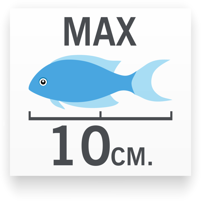 Tamaño del pez Botia Mármol
