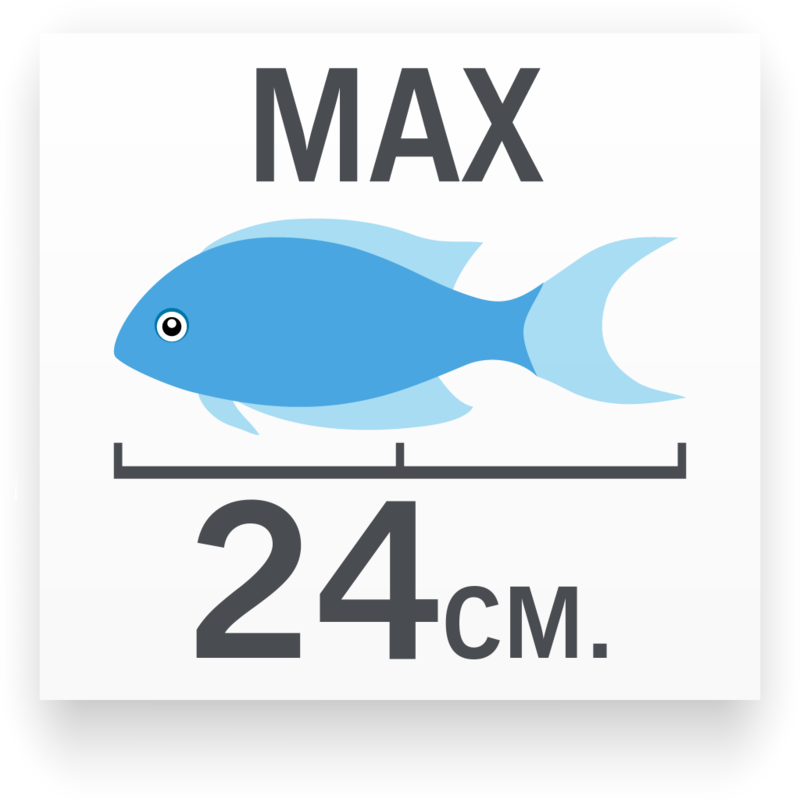 Botia Modesta Azul | wikiAcuario