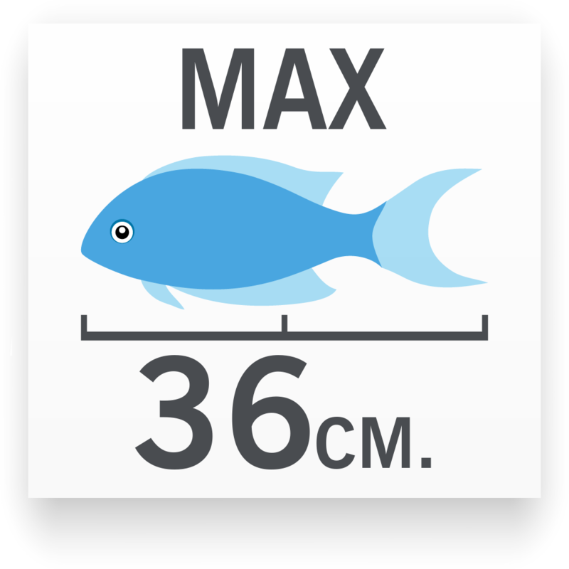 Tamaño del pez Carassius Azul Perla