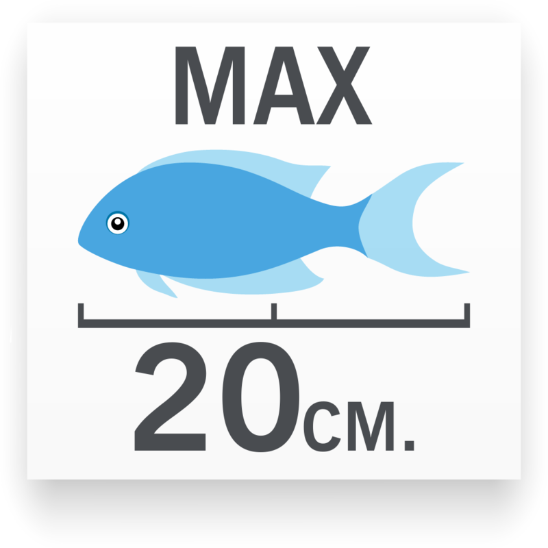 Tamaño del pez Chaetodon adiergastos