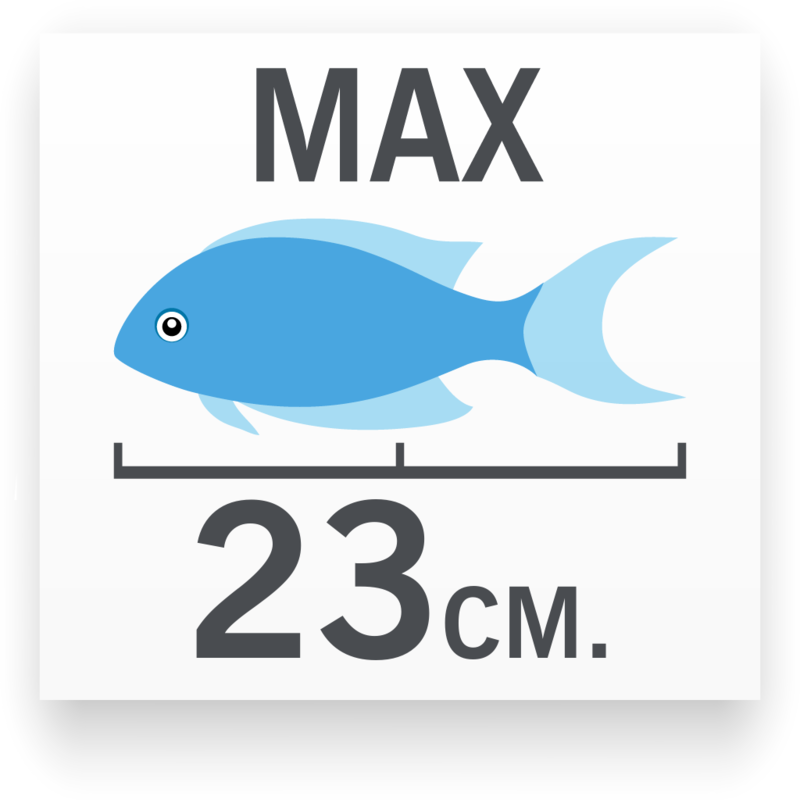 Tamaño del pez Chaetodon vagabundus