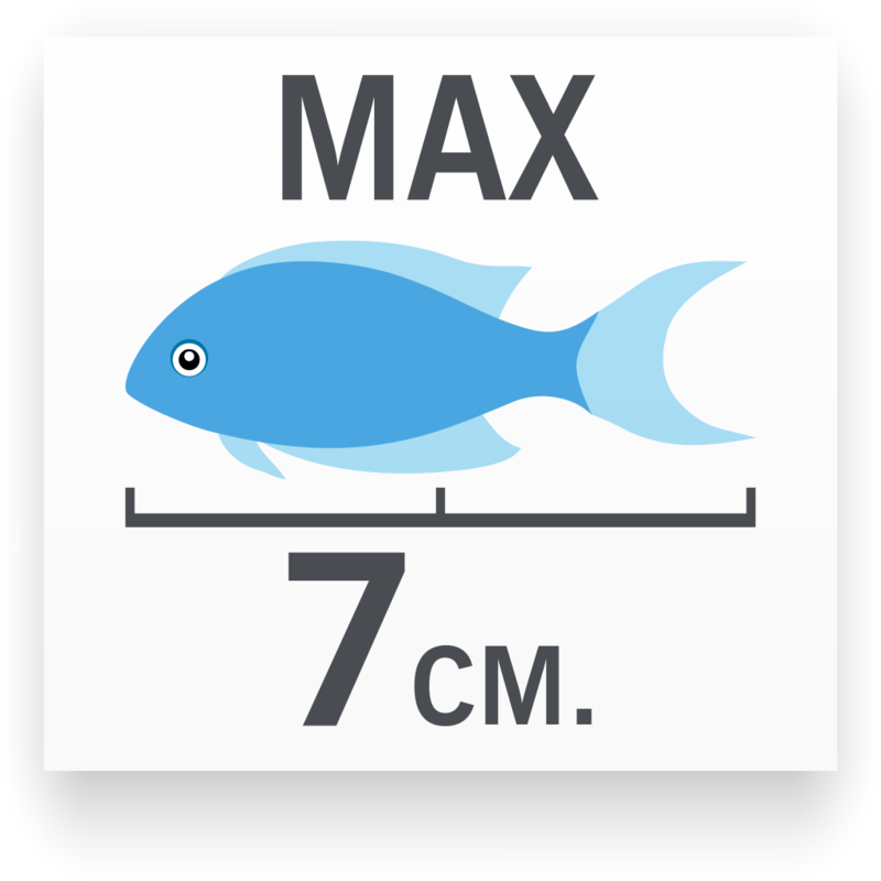 Tamaño del pez Colisa Rayada Macho