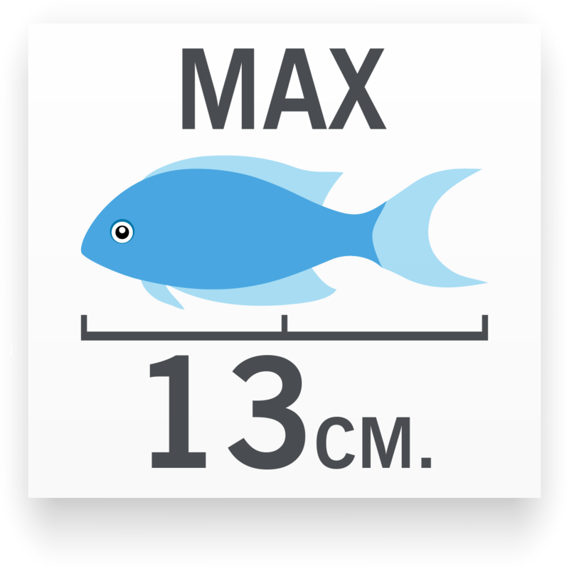 Tamaño del pez Ecsenius midas