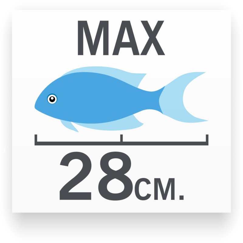 Tamaño del pez Euxiphipops navarchus