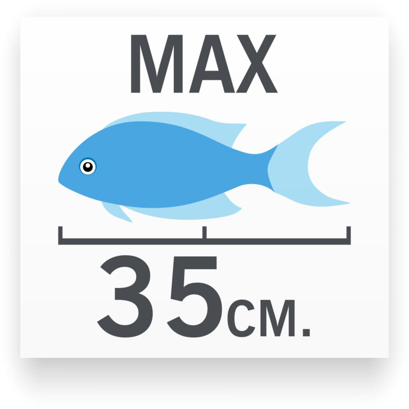 Tamaño del pez Frontosa Roja