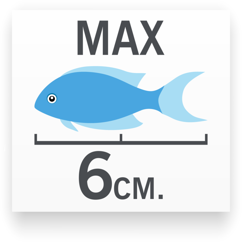 Tamaño del pez Guppy Macho Azul Moscú