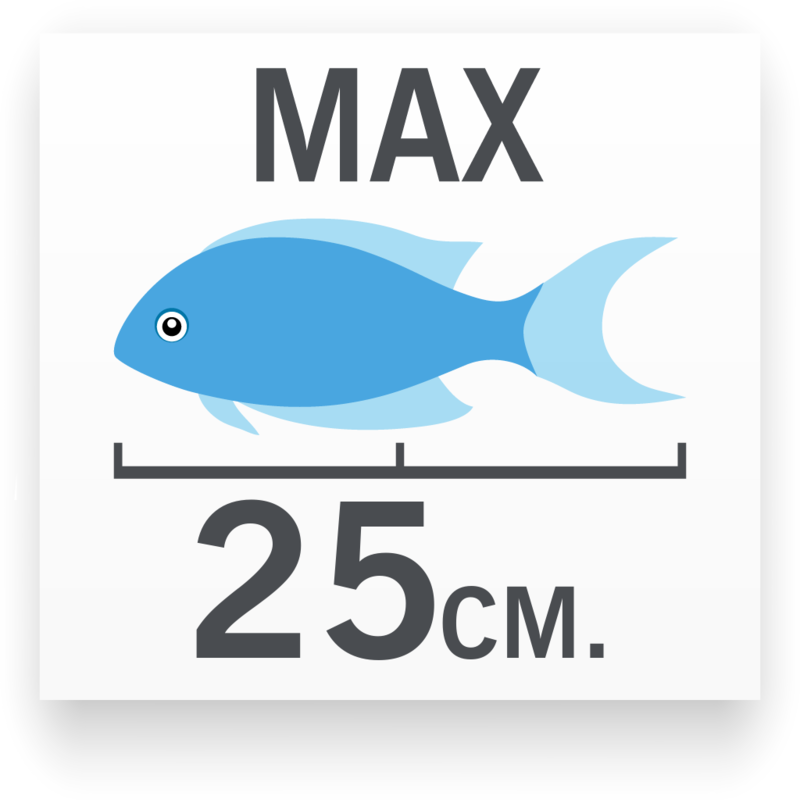 Tamaño del pez Langosta Pinza Azul
