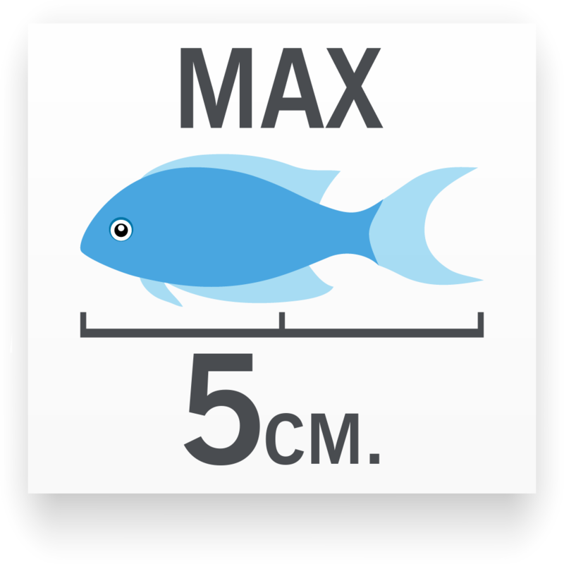 Tamaño del pez Medio Pico Malayo